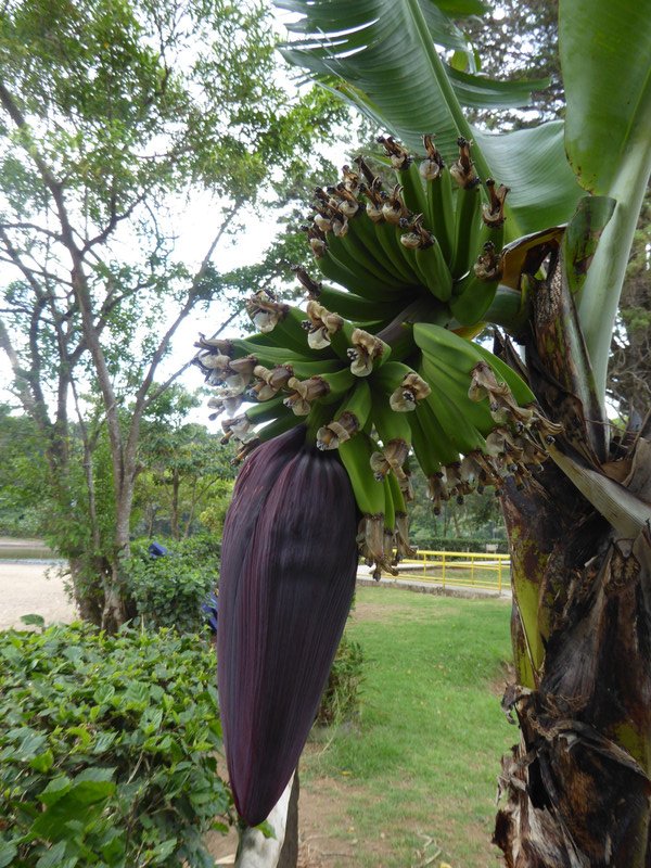 the flower of the banana plant