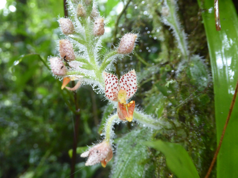 unknown flowers in the cloudforest