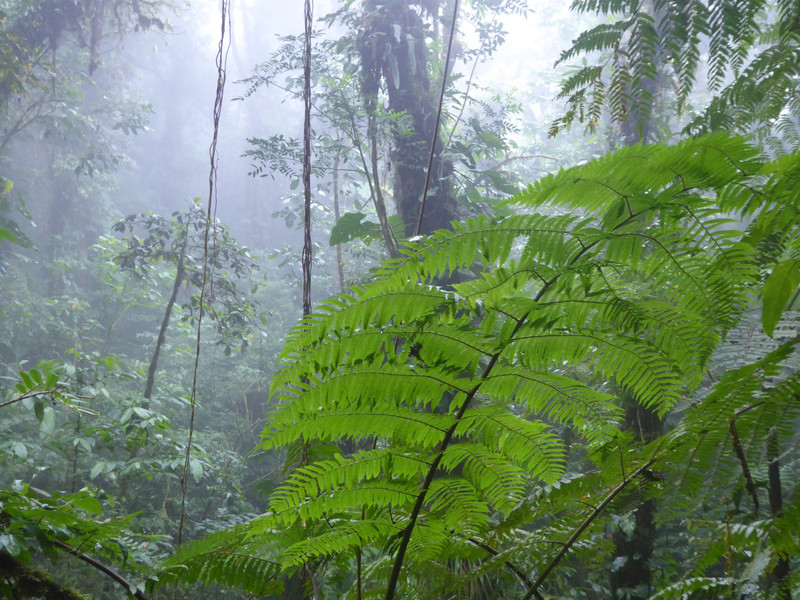 140 different kinds of fern in these forests 