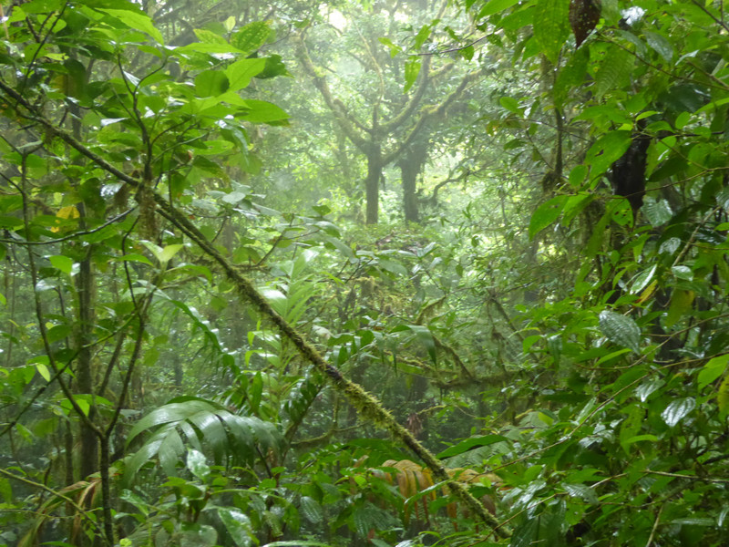 Cloudforest Monteverde