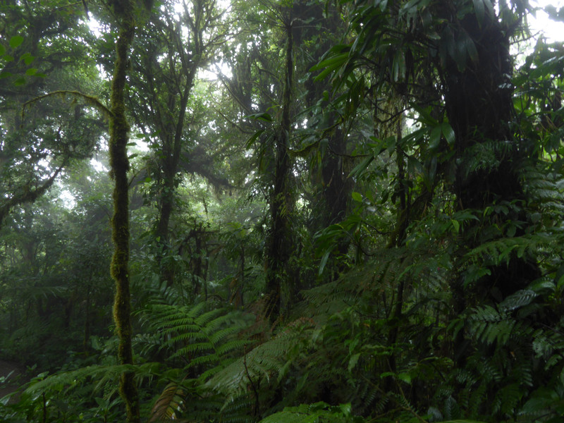 again the Monteverde Cloudforest