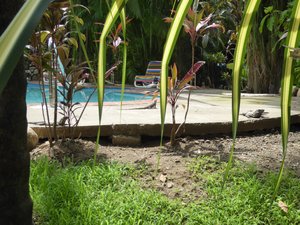Iguanas chilling at the pool in Santa Teresa