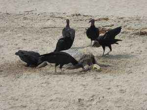 Vultures eating a turtle