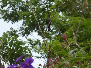 Kolibri (Hummingbird) 