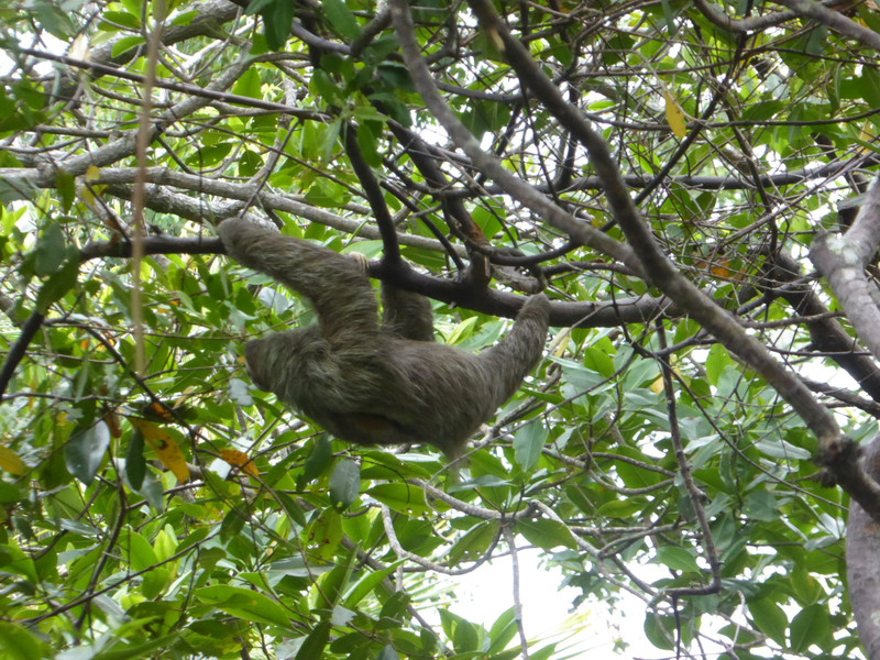 Peresoso or Sloth - they're a lot faster that I thought