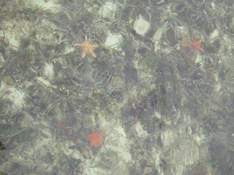 Starfish in the shallow water
