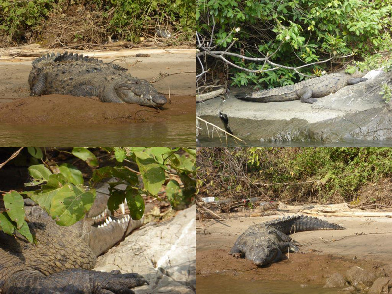 The crocodiles at Cañon del Sumidero