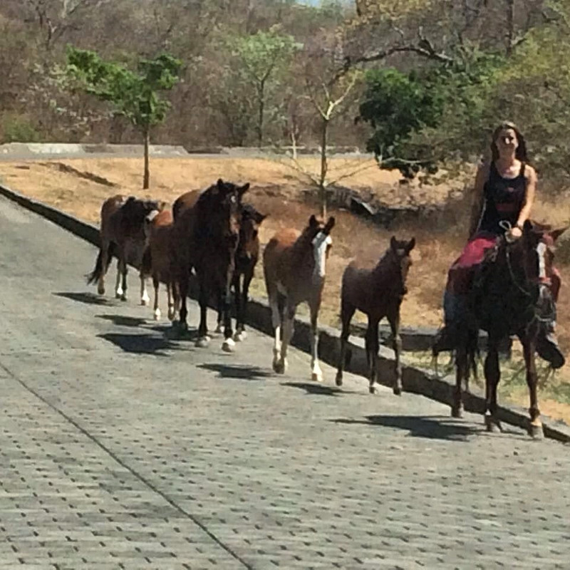Taming horses at Montecristo.
