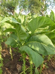 a tobacco plant