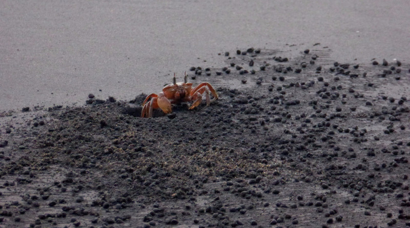 Artistic crabs.