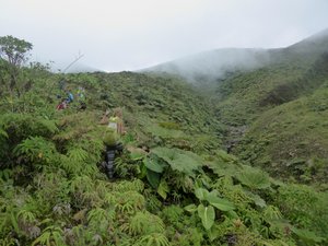 Some kind of trail through volcanic vegetation