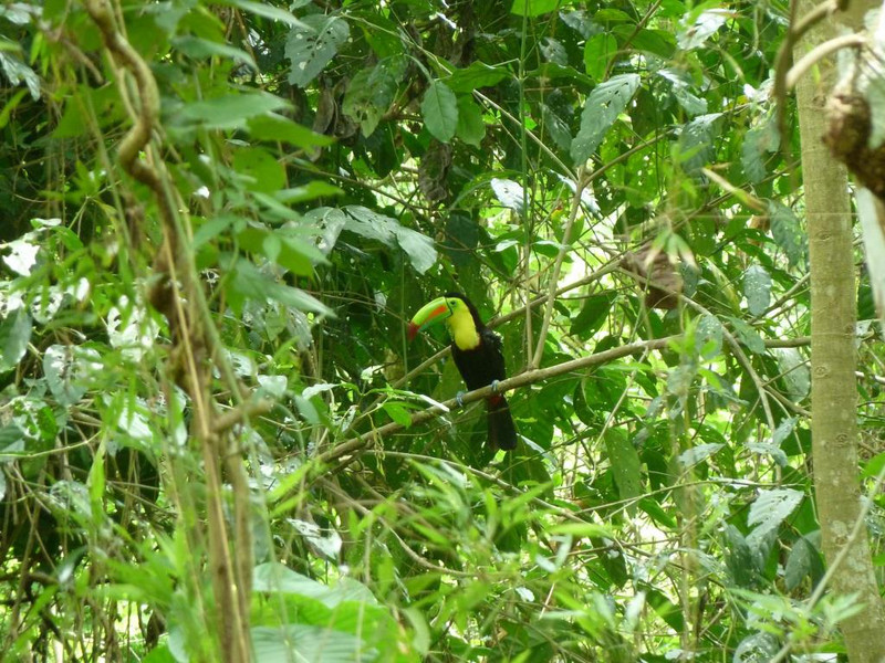 one of many toucans - a lucky day