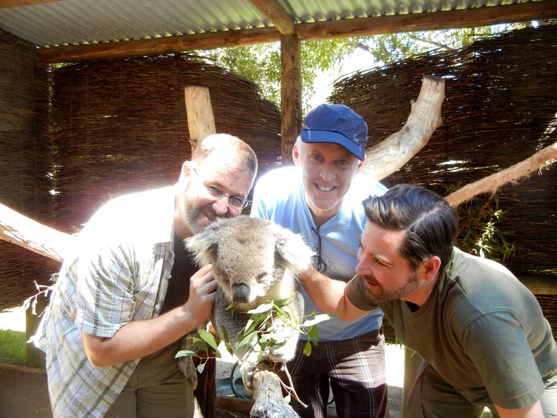 Yogi the Koala Bear