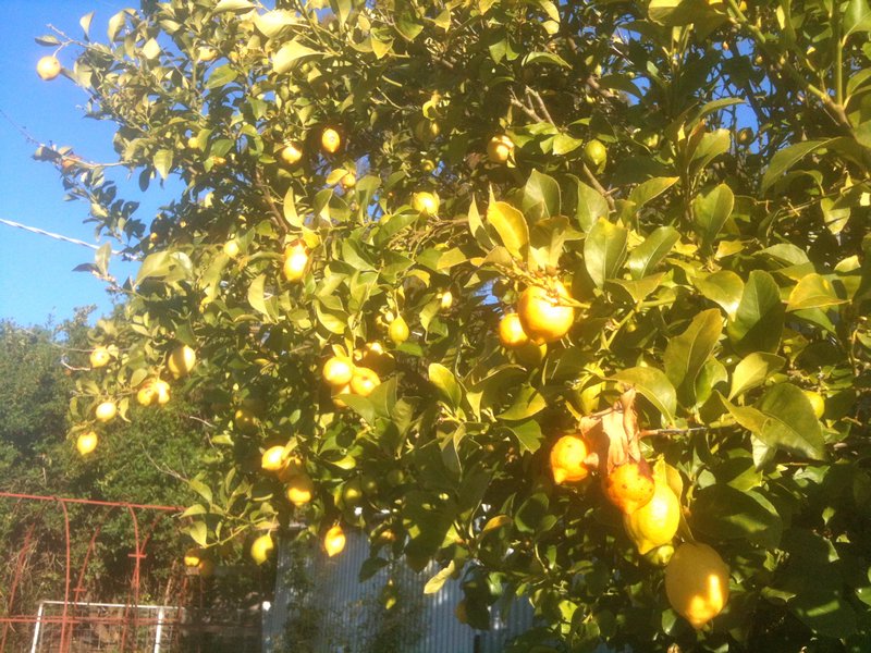 Lemon tree, very pretty!