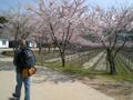 Cherry blossoms and vinyards