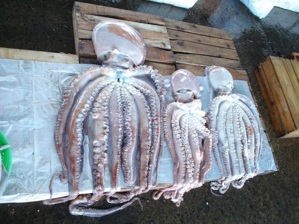 Jagalchi octopus