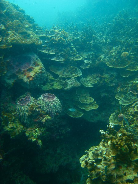 Coral walls