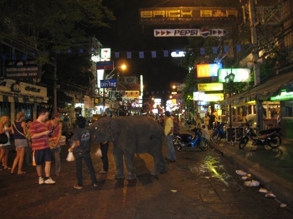 An Elephant.. in the street
