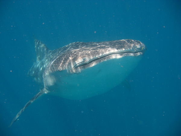 whaleshark