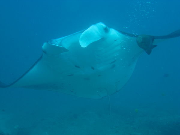 Manta ray overhead