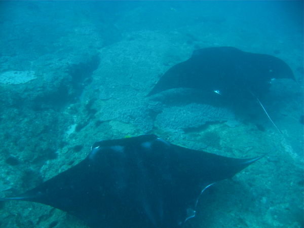 Mantas waiting to be cleaned