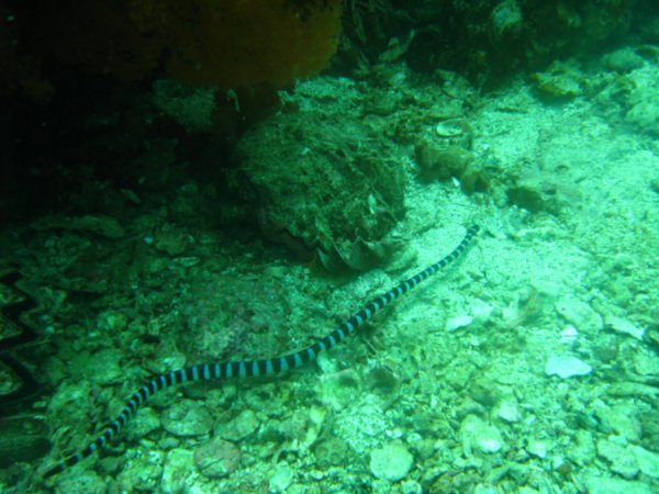 Blue-banded sea snake