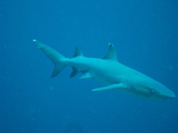 White-tip Reef-shark