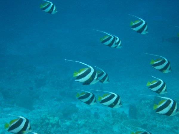 School of Banerfish