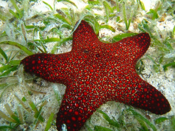 Loads of starfish just off our jetty