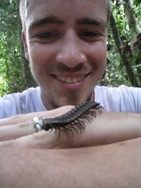 Jungle Centipede