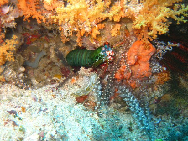 Giant mantis shrimp