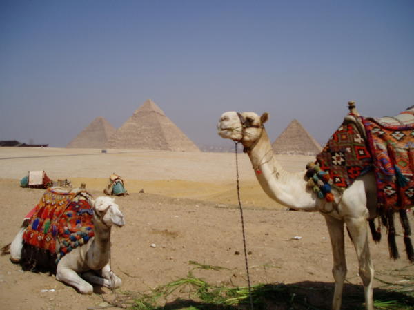 The Pyramids of Giza 