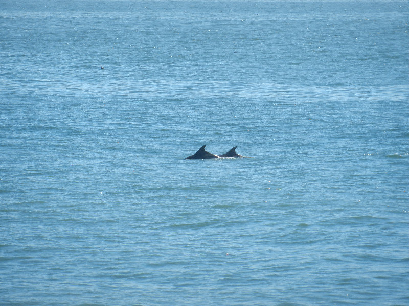 Dolfijnen bij Rodeo Beach