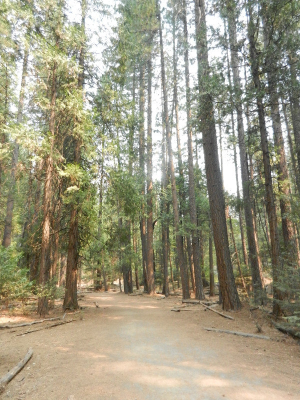 Sequoia's