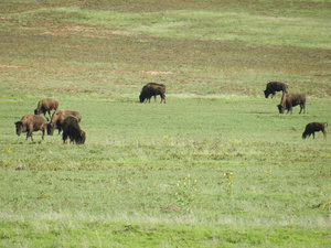 Kudde bizons (1)