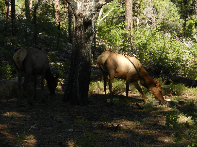 Elk in Grand Canyon NP (2)