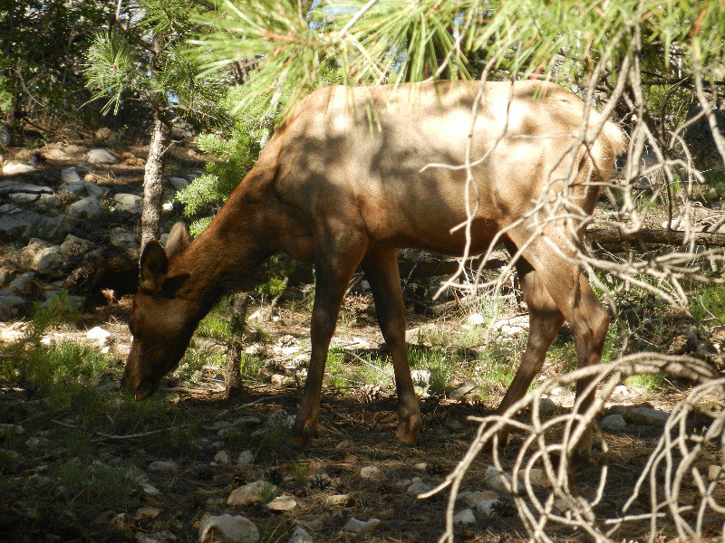 Elk in Grand Canyon NP (3)