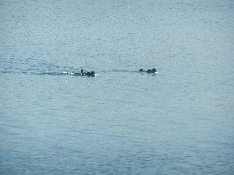 Zeeotters bij Morro Bay