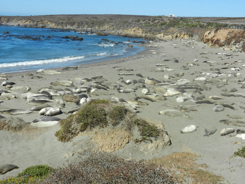 Elephant seals (2)