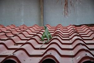 Lizard on roof!