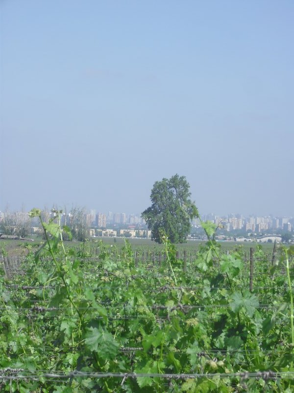The Vineyard with the Santiago Skyline in the background