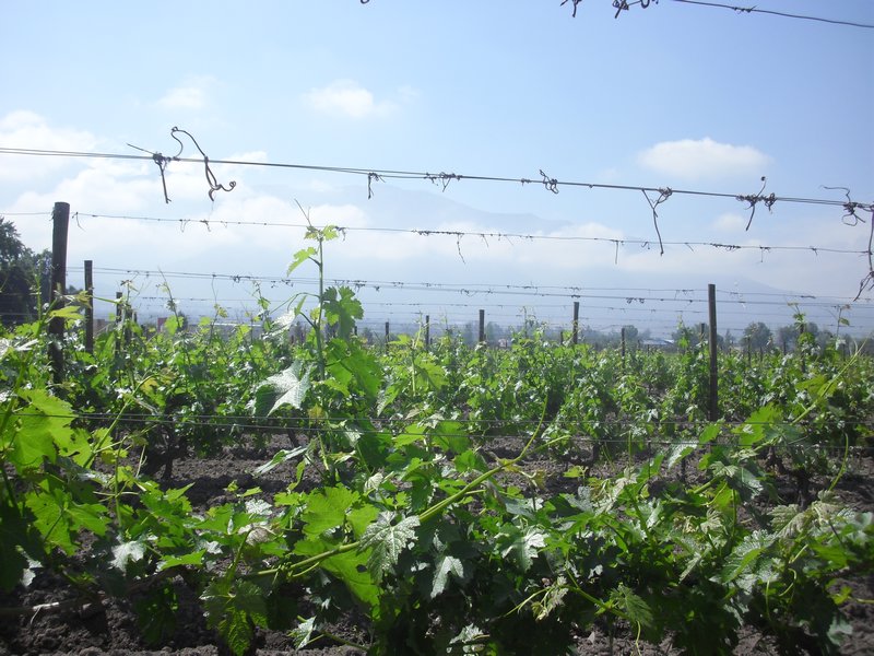 The Vineyard with the Andes in the background