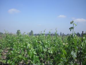 The  Vineyard