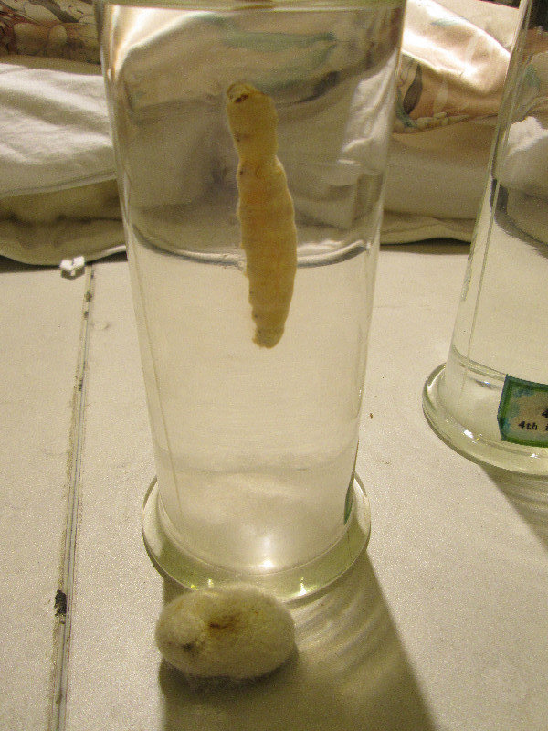 Silk worm, cacoon