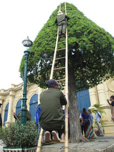 bamboo ladder