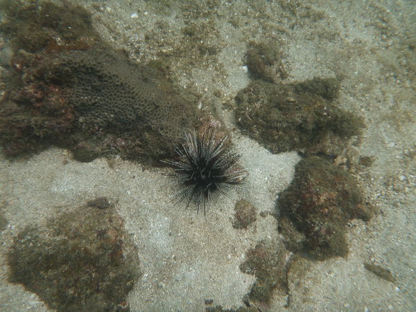 sea urchin...ouch