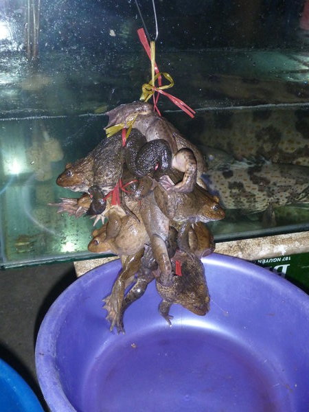frogs for dinner anyone?