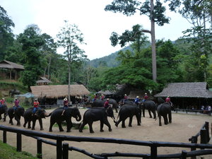 A real elephant walk.