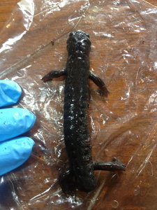 The (dead) salamander