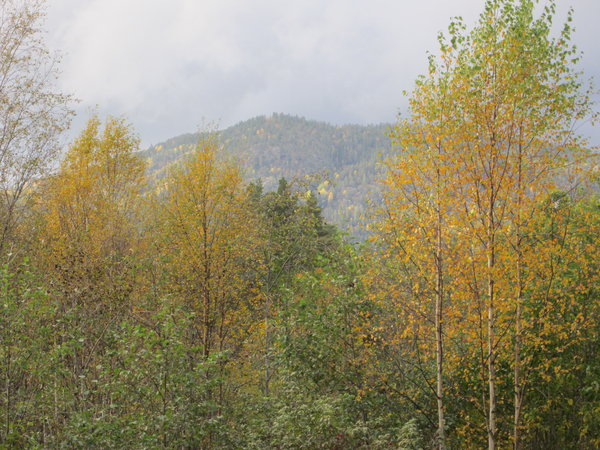 Norwegian Fall Colors